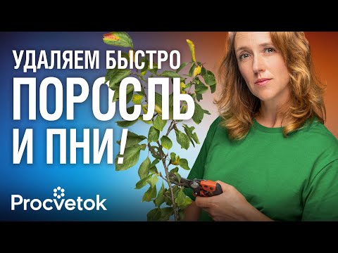 КАК ИЗБАВИТЬСЯ ОТ ПНЕЙ И ПОРОСЛИ ЛЕГКО И БЫСТРО? Биолог поделилась самыми эффективными способами