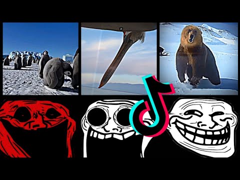 🥶 Coldest TrollFace Compilation 🥶 Troll Face Phonk Tiktoks 🥶 Coldest Moments Of All TIME #4