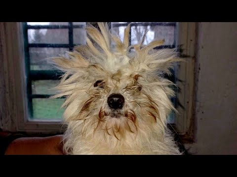 Grooming A Matted Dog My Friend Saved From The Street