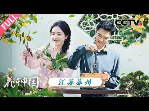 【Full】绝美桂花镜头惊艳上线！和张韬、吴倩漫步苏州园林，品味烟雨江南里的馥郁芬芳 | CCTV「花开中国」20251123 第4期