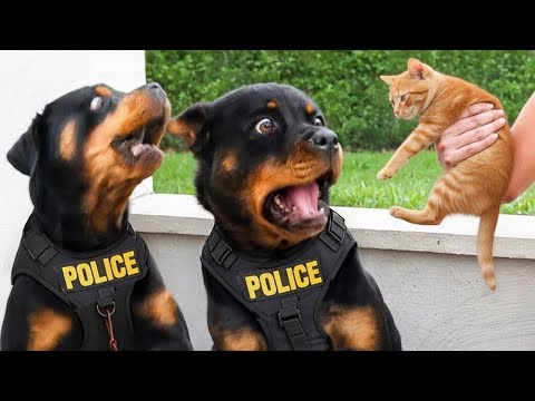 You Will Die Laughing At These Animals - 60 Minutes Funniest Animal Videos of the Decade! πΆπ±π