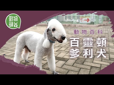 百靈頓爹利犬似羊多過似狗 源於英國同名小鎮 不易掉毛養耐咗會變色？ #動物蘋台 #動物百科─果籽 香港 Apple Daily─原刊日期：20210314