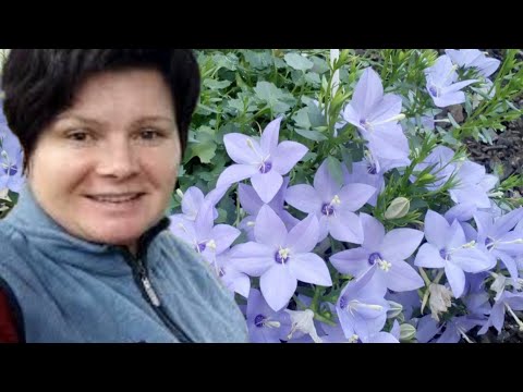 КАМПАНУЛЫ. Самое время для черенков! Что я предлагаю 😉 к отправке весной.