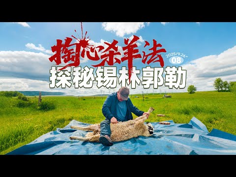自驾锡林郭勒，见识了蒙古族传统的掏心杀羊法！