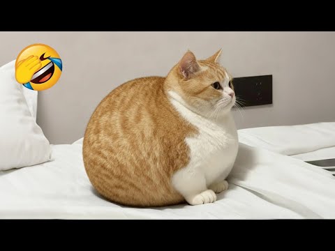 You Laugh You Lose π Funniest Cats and Dogs 2026 π