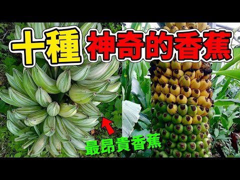 10 Amazing Banana Varieties