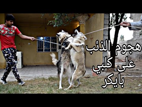 اقوى مواجهة بين الذئب وكلبي بايكر