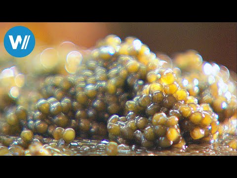 Kaviar - Der Schatz aus dem Iran (360° - GEO Reportage)