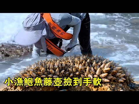 小漁趕海大豐收，鮑魚、藤壺撿到手軟，不料竟還有驚喜【漁小仙】