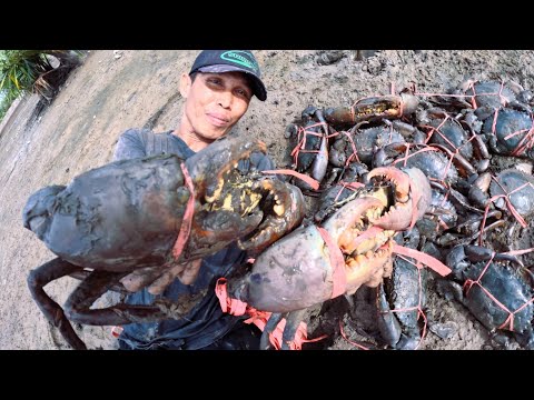 Amazing Hunting I Found Many Big Crabs On This Island