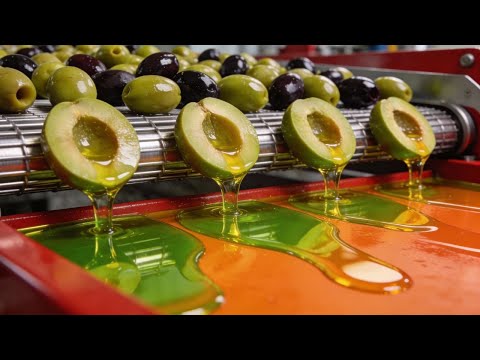 Inside the Greek Olive Oil Factory – How Rustic Olives Become Liquid Gold Full Process