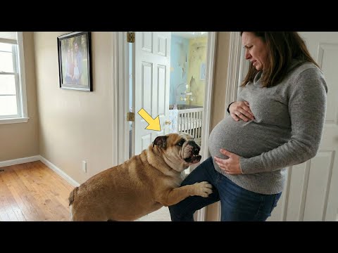 English Bulldog Refused To Let Pregnant Mom Enter The Room — When Dad Saw Why, He Was Speechless!