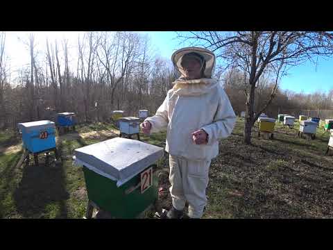 Пасека Лаврова. Мои методы ускоренного весеннего развития пчелосемей.