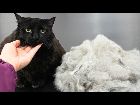 Okay, I Lied. THIS Is The Best Cat I've EVER Groomed