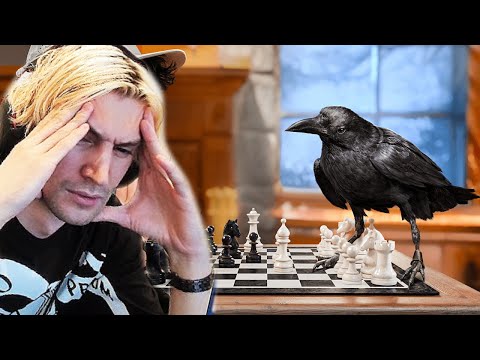 Can A Crow Solve 9 Impossible Puzzles? | xQc Reacts