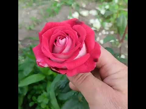 Огляд сортів.