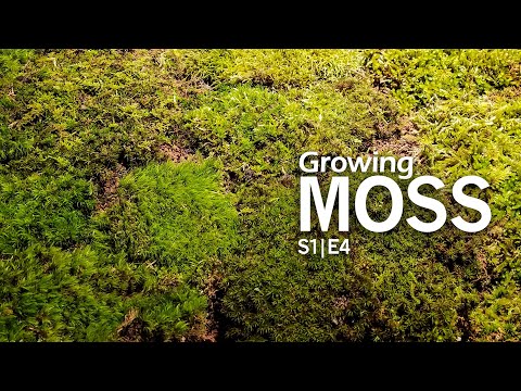 Music &amp; Moss Propagation