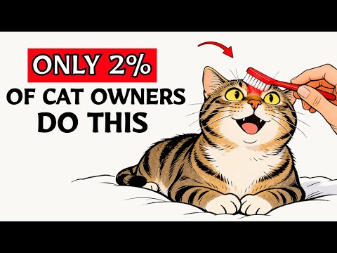 7 Things Cats Love and Only 2% of Owners Actually Do