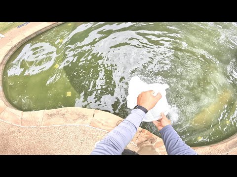 Pool Rescue! Green to Clean Customer couldn't get any pool companies to help so I stepped in!