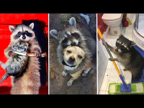 Енот в деле. Как Еноты шутят над Людьми, и Животными.