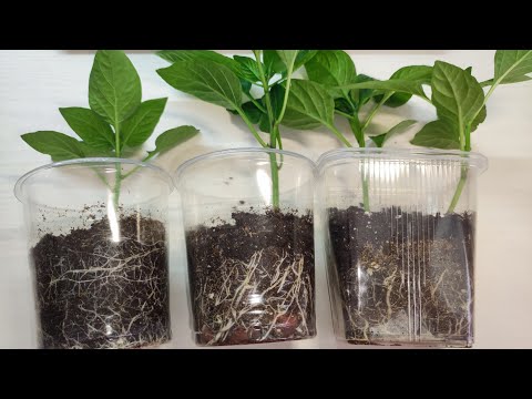 СЕЙТЕ ПЕРЦЫ ТОЛЬКО ТАК! Рассада всегда крепкая, сильная, с мощной корневой, урожайная