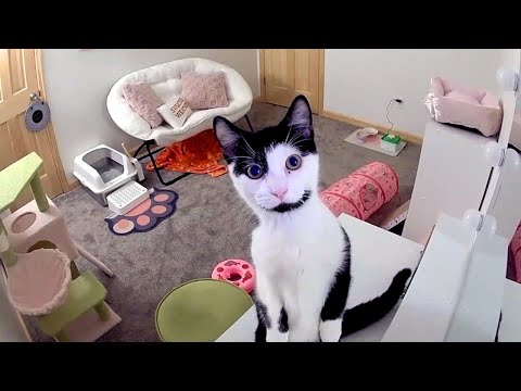 FUNNY AND CUTE  CATS- TRY NOT TO LAUGH!! ❤️