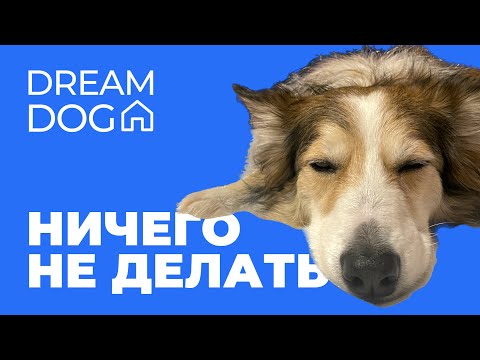 Ничего не делать 🐶 Научить собаку успокаиваться дома
