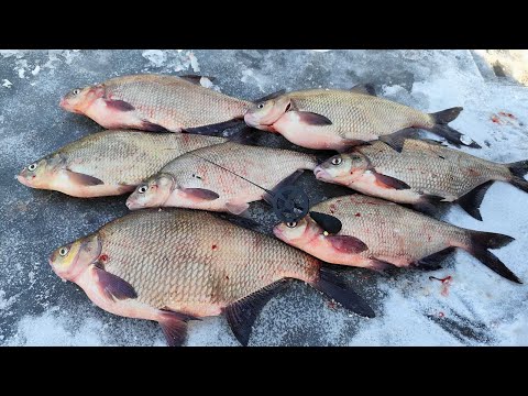 HEALTHY BREASTS SHOE HANDS. Winter fishing for bream