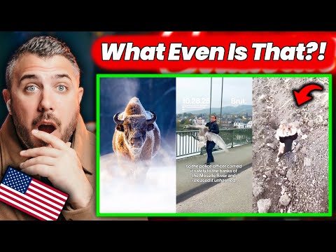 American Reacts to Europe’s INSANE Wildlife 🐻
