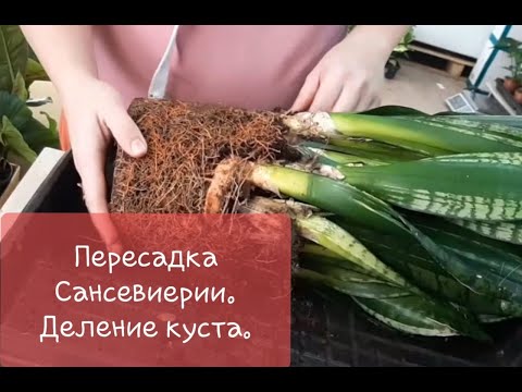 Пересадка сансевиерии Сильвер Флейм (Уитни). Деление куста. Операция по спасению некоторых деленок.