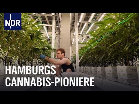 Cannabis Social Clubs in Hamburg: Vor dem Joint kommt die Bürokratie | Die Nordreportage | NDR Doku