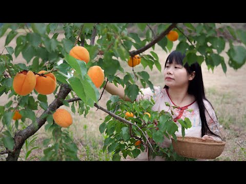 【二米炊烟】Dragon Boat Festival Food 一株雪菜的源起，是跨越2000年時空的美味傳奇