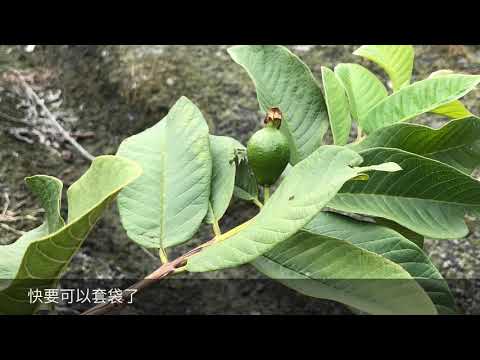 溪州兩分二芭樂園簡介