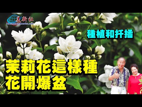 How to grow jasmine easily