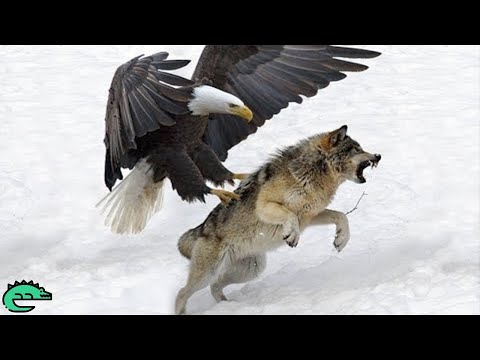 THE MOST SPECTACULAR EAGLE ATTACKS IN THE WORLD! 🦅