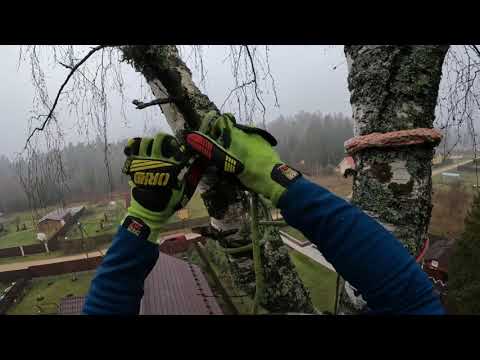 Арбористика | Береза 28 метров