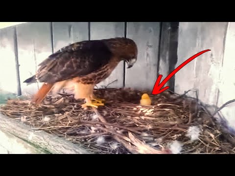 ФЕРМЕР ПОДКИНУЛ КУРИНОЕ ЯЙЦО В ОРЛИНОЕ ГНЕЗДО И ВОТ ЧТО ПРОИЗОШЛО ДАЛЬШЕ