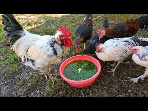 Natural Chicken Remedy Vascular Herb for Chicken Care in Winter - Egg Harvest - Chicken Farm Chores