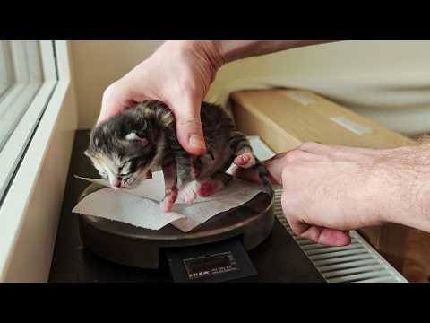 Let's Weigh the Chubby Little Kittens!