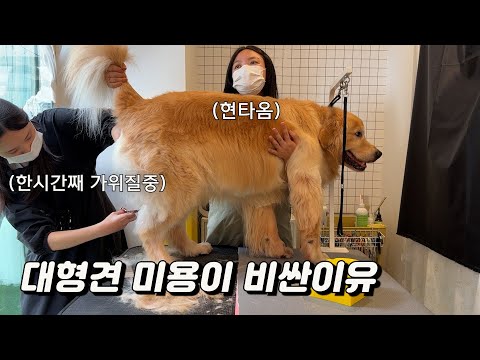 Why Grooming Large Dogs Is Expensive (feat. Extreme Job Dog Groomer)