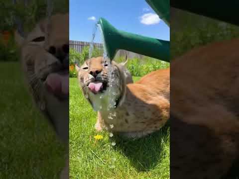 He won’t let me garden! 😂