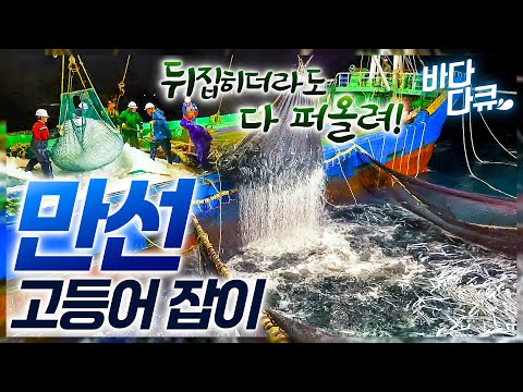 우리밥상을 책임진 생선, 고등어가 집으로 오기까지 / 휘청이는 배 위, 최악의 상황 이겨내고 배 두둑이 만선을 향한 고등어 항해기 / #바다다큐