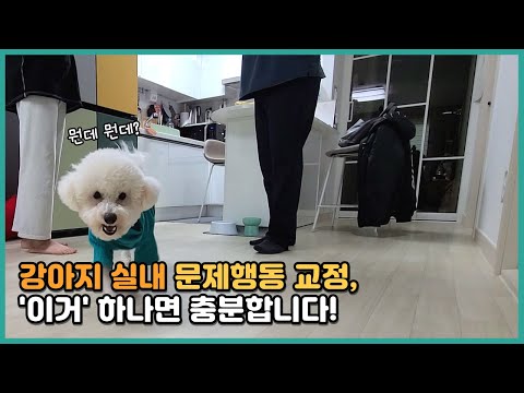 Puppy Training: Don't Go Too Hard | Bichon Komi