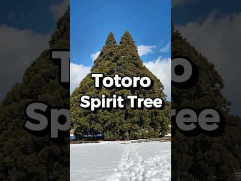Totoro Spirit Tree in Japan🇯🇵 #shorts