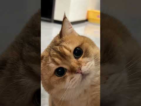 Funniest cat videos of the week try not to laugh. 😂 #funnycats #funnyfails #funnypets #fypシ
