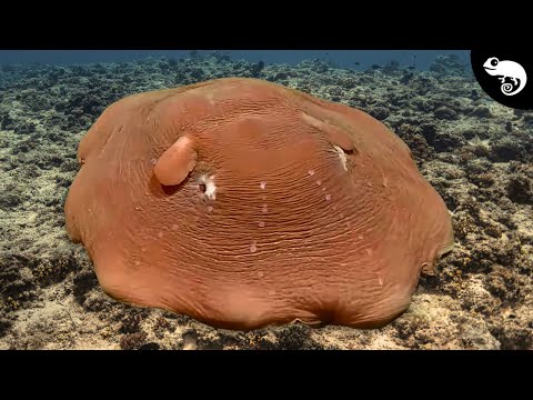 Is THIS a Squid? Do Squids Even Exist?