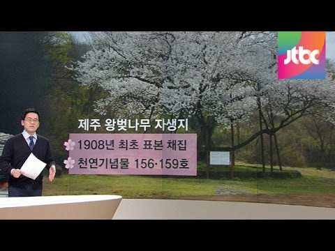 [팩트체크] '벚꽃 논쟁' 중국까지…진짜 원산지 어디?