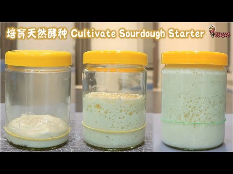 Cultivate Sourdough Starter培育天然酵种|强状蜂窝状, 弃种煎饼食谱|Strong Honeycomb web, Starter Discard Pancake Recipe