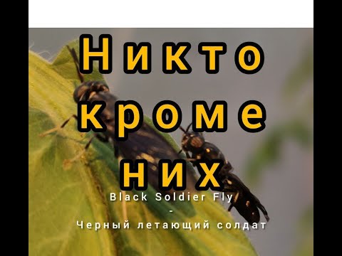 переработка СВЕЖЕГО куриного ПОМЕТА за 15 ДНЕЙ processing of FRESH chicken MANURE in 15 DAYS