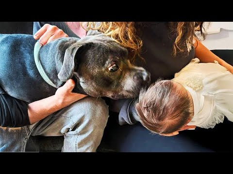Dog Can't Hold Back His Emotions When He Meets His Sister For The First Time